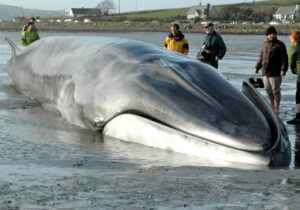 Marine Conservation